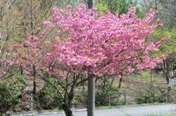 八重桜 5月が見所です。