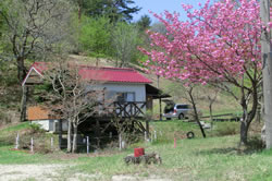 とても綺麗な八重桜です。