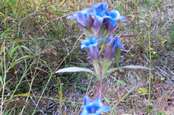 近年では見るのも珍しい植物です。