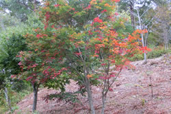 秋の紅葉です。